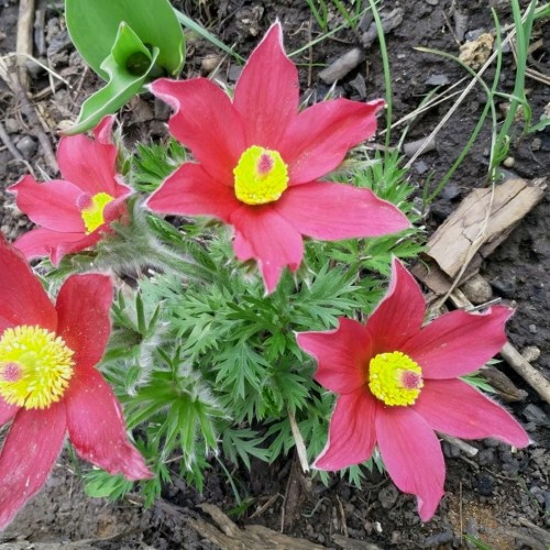Pulsatilla vulgaris 'Rubra' - Harilik karukell 'Rubra'
